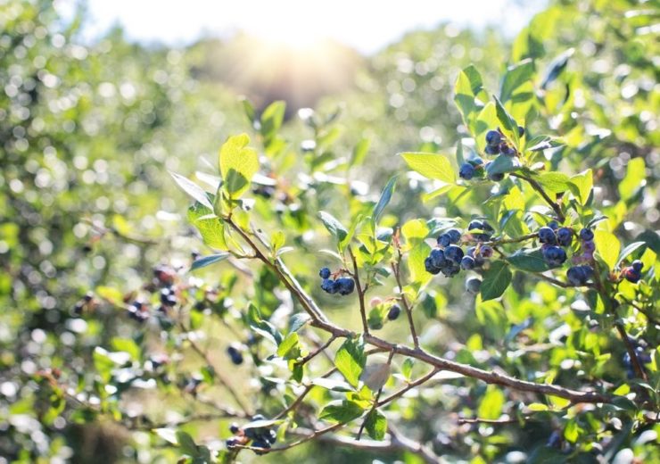 FullBlue360 develops soilless technology to grow organic blueberries