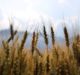 Arcadia partners with Arista Cereal and Bay State Milling to commercialise high fibre wheat