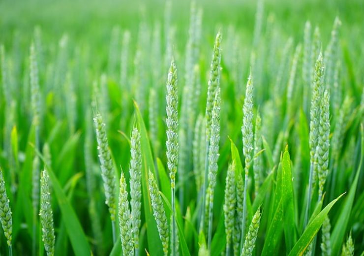 Yield10 Bioscience secures US patent for C3003 crop yield trait