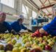 ADB approves £202m loan to Kazakhstan to boost farm productivity