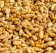 Arcadia Biosciences wins US patent for reduced gluten grains