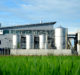 Clariant tests energy crop miscanthus to produce bioenergy at its German plant