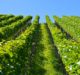 Technology in the wine industry: How IoT is transforming vineyards