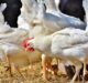 Conagra to implement higher standards for treatment of broiler chickens