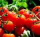 US Commerce Department to remove duties on import of Mexican tomatoes