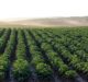 Dot Technology establishes subsidiary to develop autonomous farming