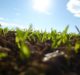 Adama to buy Peruvian crop protection firm AgroKlinge