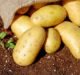 Yield10, J. R. Simplot collaborate to study novel yield traits in potato