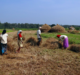 How the UN’s rural development agency is looking to support farmers in India