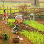 Women farming in India