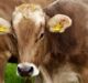 Ceres Tag joins hands with Globalstar to trial new animal ear tag design in Australia