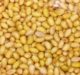 Verdeca gets Paraguay’s approval for HB4 drought and herbicide tolerant soybeans