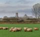 Waitrose plans to source 100% British lamb by 2021