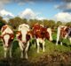 Fonterra acquires stake in Chilean milk processor Prolesur