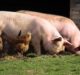 UK’s Cranswick acquires Packington Pork