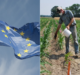 The EU’s Green Deal aims to provide a path to sustainability within agriculture