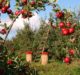 IFC provides $24m in financing to Moroccan fruit producer Zalar Agri