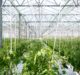 Indoor farming firm LettUs Grow secures £2.35m in seed funding