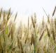 Locus AG, Nori form new partnership to monetise carbon farming