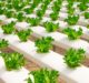 JR East partners with Infarm to offer fresh produce in Japan
