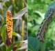 What is the fall armyworm pest and how is it affecting agriculture?