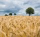 Ag-Analytics, Climate Corporation partner to provide customisable profit maps for farmers
