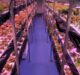Calyx Cultivation unveils AI-patented technology for indoor farming