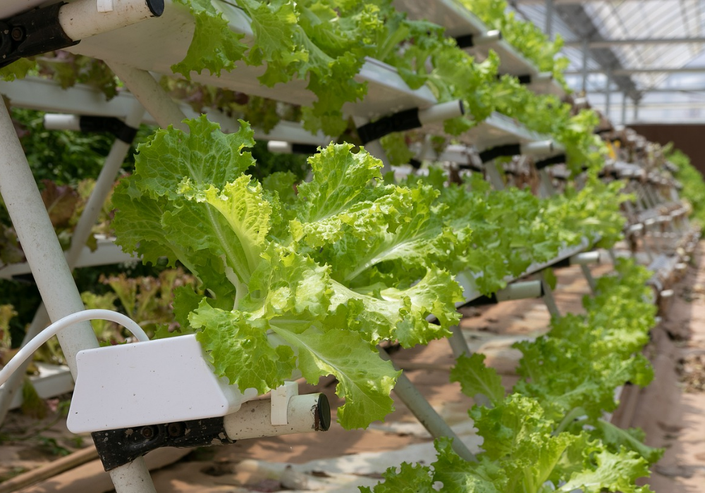 Eight Of The Top Vertical Farming Companies In The World