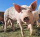 MatMaCorp’s test to detect African swine fever in pork
