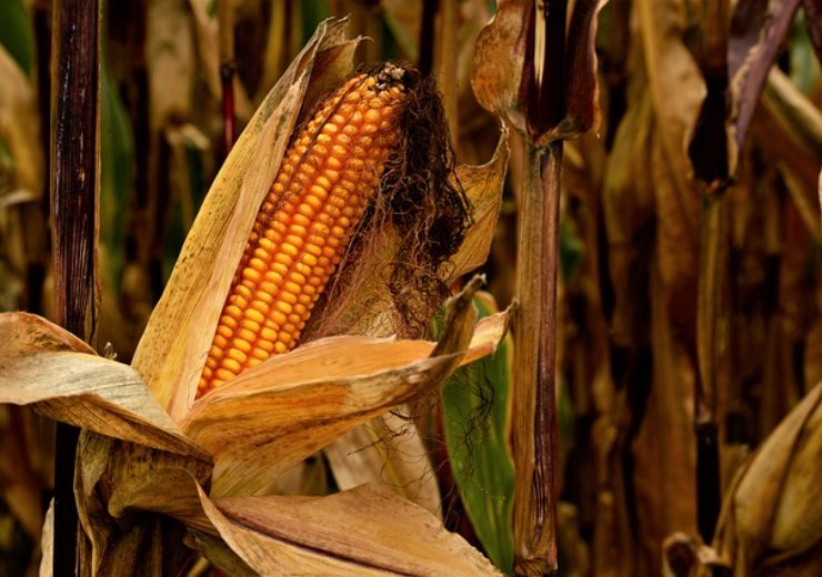 Corteva, PowerPollen collaborate on pollination-on-demand technology for corn