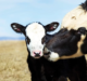Neogen and SLA launch new programme to brand cattle