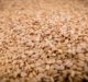 Sabra to grow non-GMO sesame seeds in US