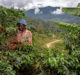 Nespresso introduces Ugandan coffee through Reviving Origins programme