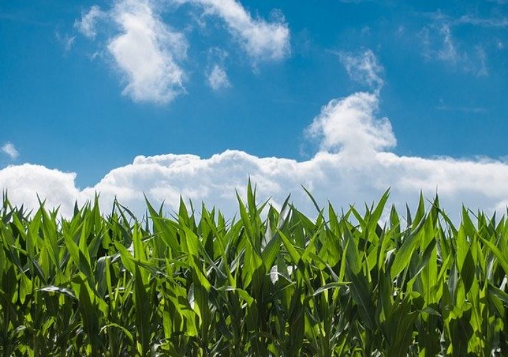 Cormo USA leases production site for corn in Indiana