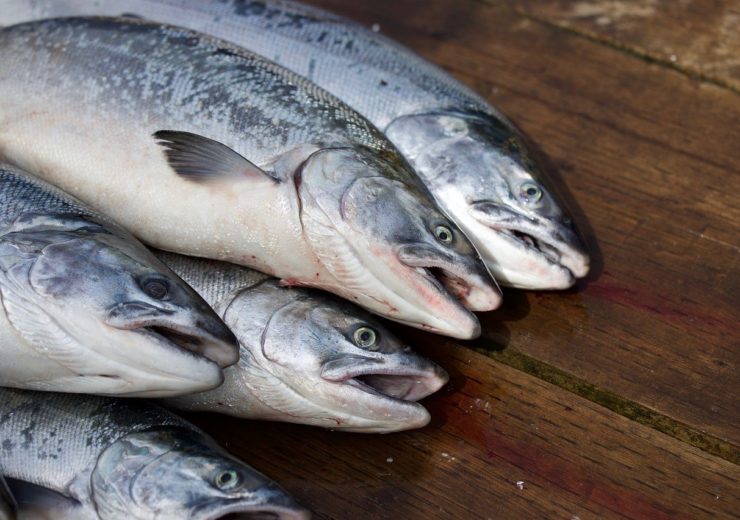 Kvarøy Arctic to use IBM Blockhain to trace Norwegian salmon in North America