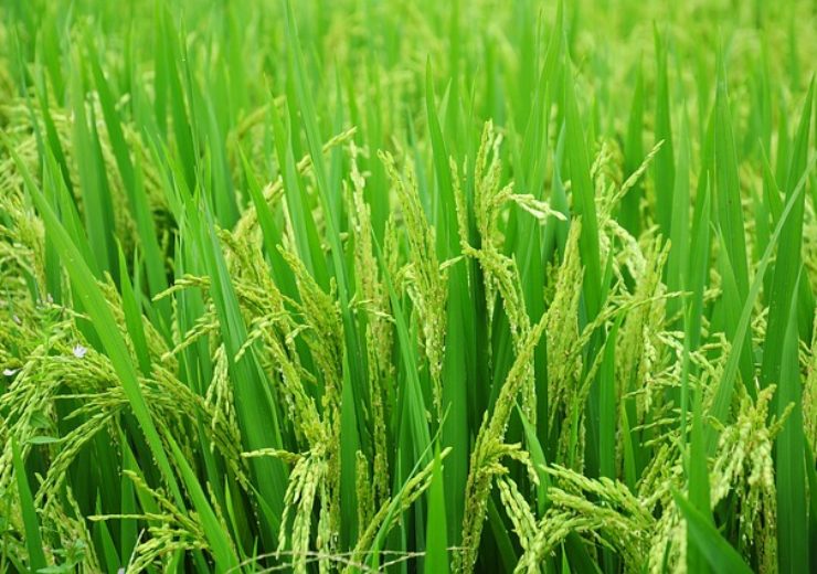 BASF, Win-All Hi-Tech Seed to develop new rice system for Chinese farmers