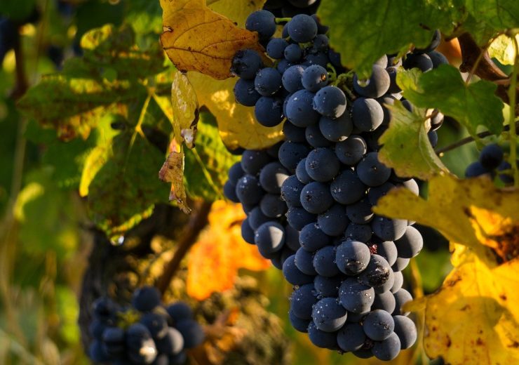 Syngenta launches Miravis Prime fungicide for grape growers in California
