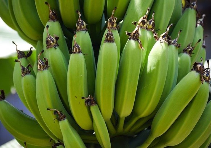 raw banana