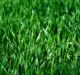 Bayer secures US EPA approval for new herbicide Rezilon