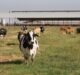 IFC provides $100m loan to Adecoagro to boost dairy sector in Argentina