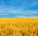 EBRD offers $27m loan to Ukraine grain trader Nibulon