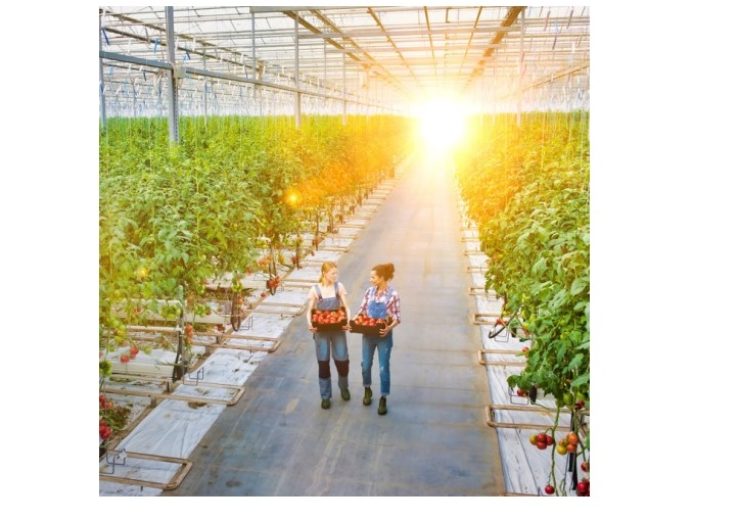 UbiQD, Solvay collaborate to develop next-generation greenhouse technology