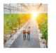 UbiQD, Solvay collaborate to develop next-generation greenhouse technology