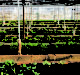 Bayer, Prospera to offer comprehensive digital solutions for vegetable greenhouse growers