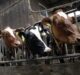 UK Government to offer £24m funding for nine agri projects