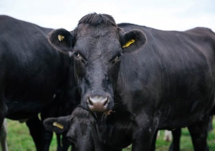 Arla, Sainsbury’s collaborate on integrated beef programme
