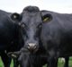Arla, Sainsbury’s collaborate on integrated beef programme