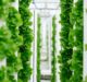 Bayer, Temasek create Unfold to develop vegetable seed varieties for indoor farming