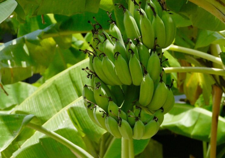 Elo, Dole Food partner to develop bananas varieties resistant to fungal disease
