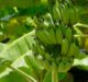 Elo, Dole Food partner to develop bananas varieties resistant to fungal disease